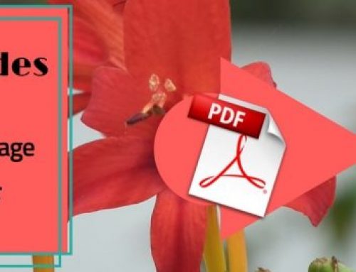 3 méthodes pour extraire des images d’un fichier PDF